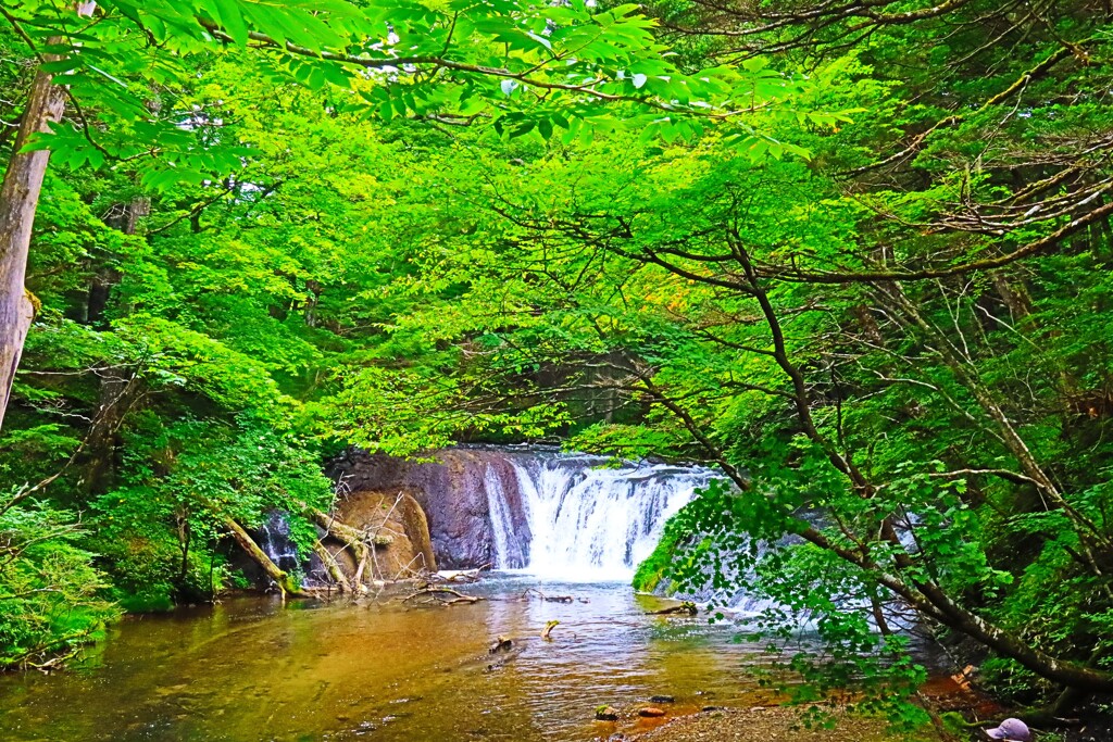 夏の水辺