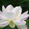 酔妃蓮(日本)