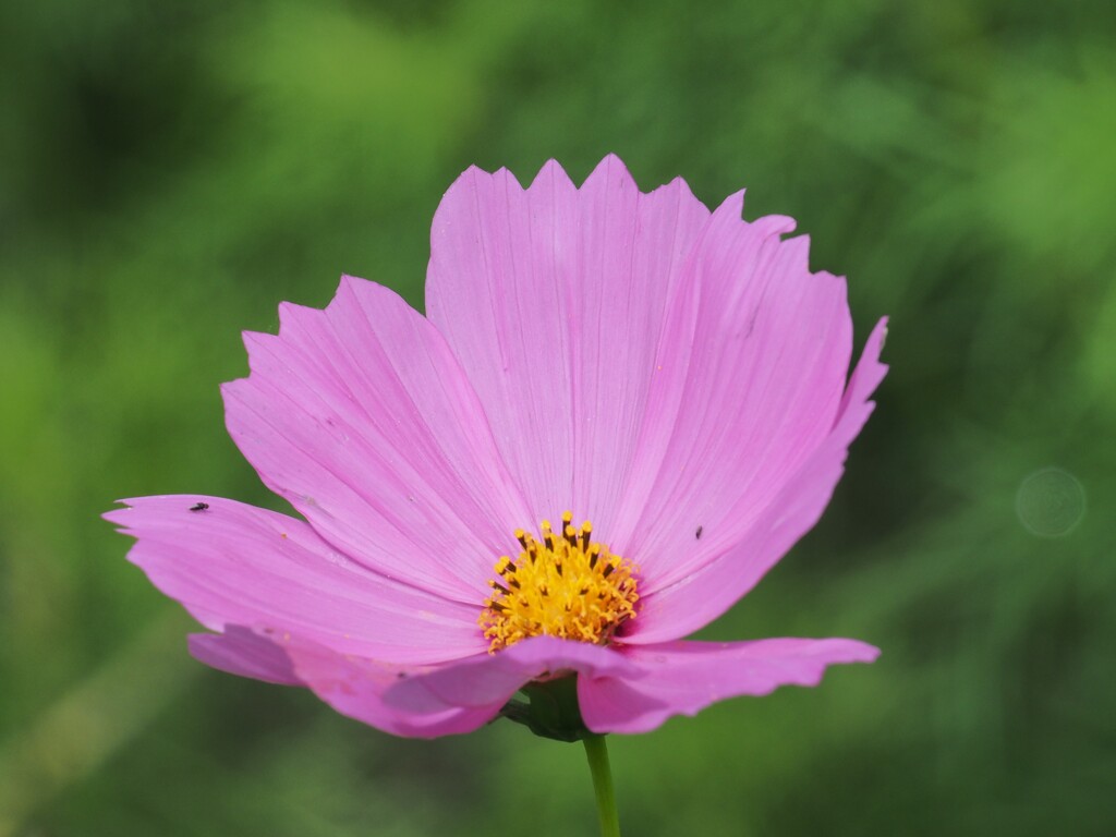 初秋
