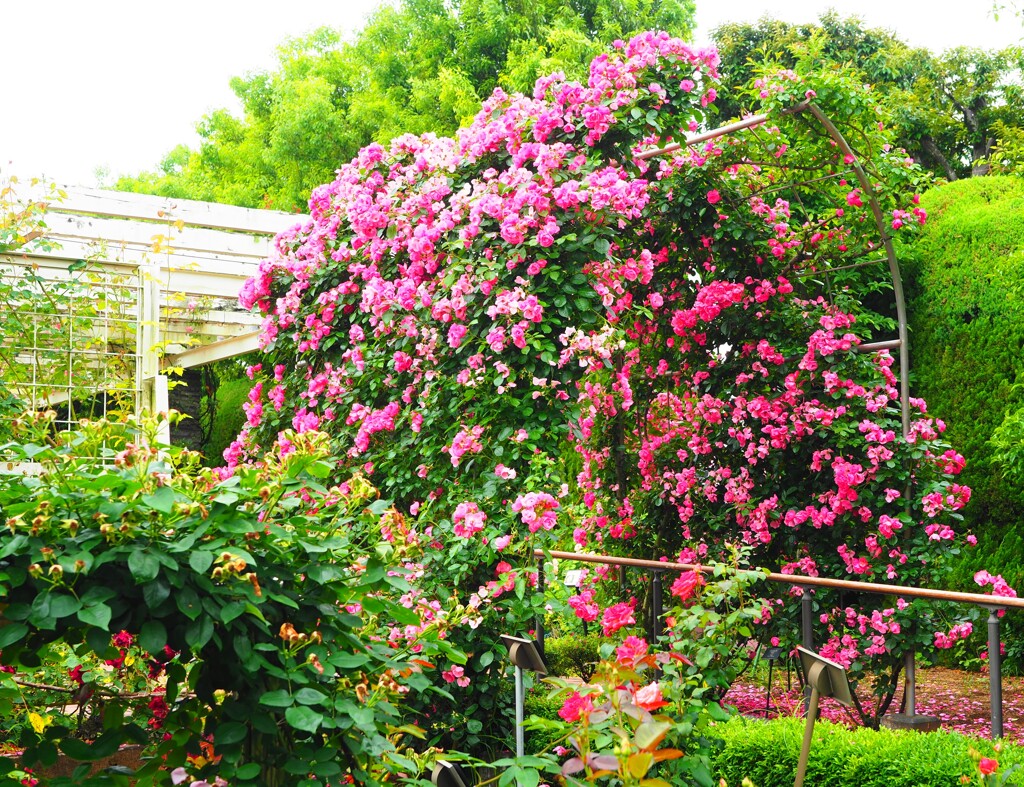 初夏の花