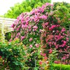 初夏の花