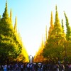 夕陽に輝く