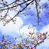 雨上がりの千鳥ヶ淵