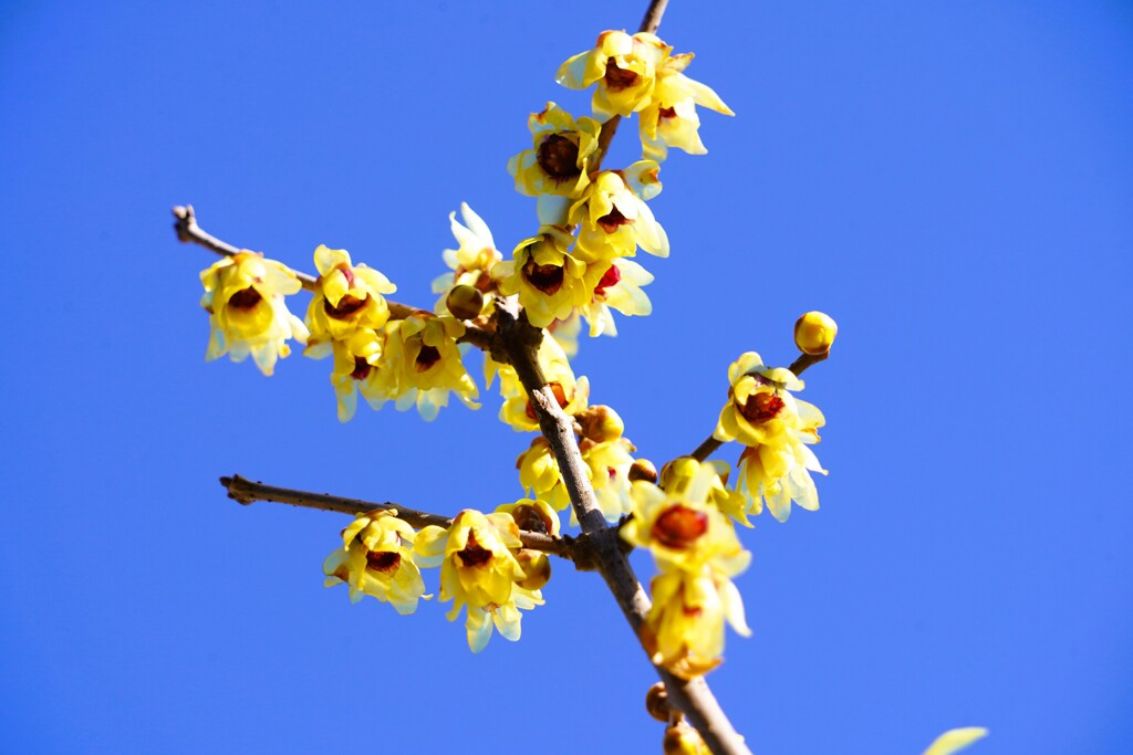青空に蝋梅