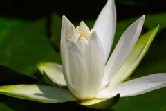 開花、スイレン
