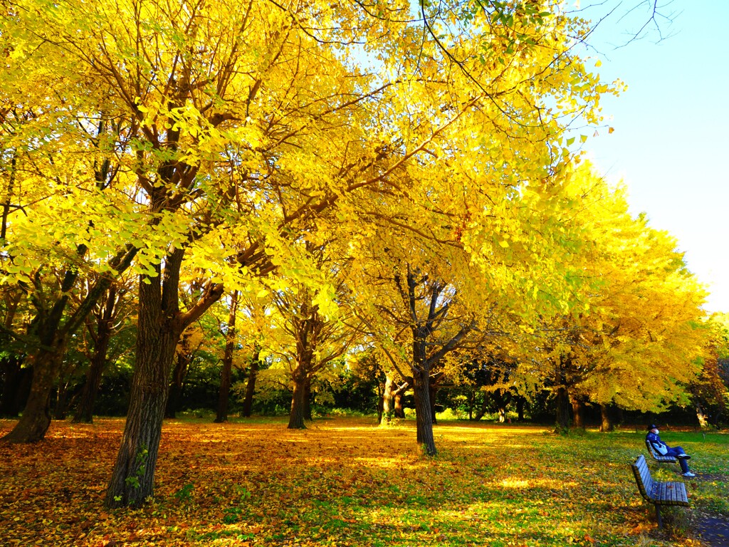 晩秋の公園