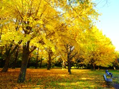 晩秋の公園