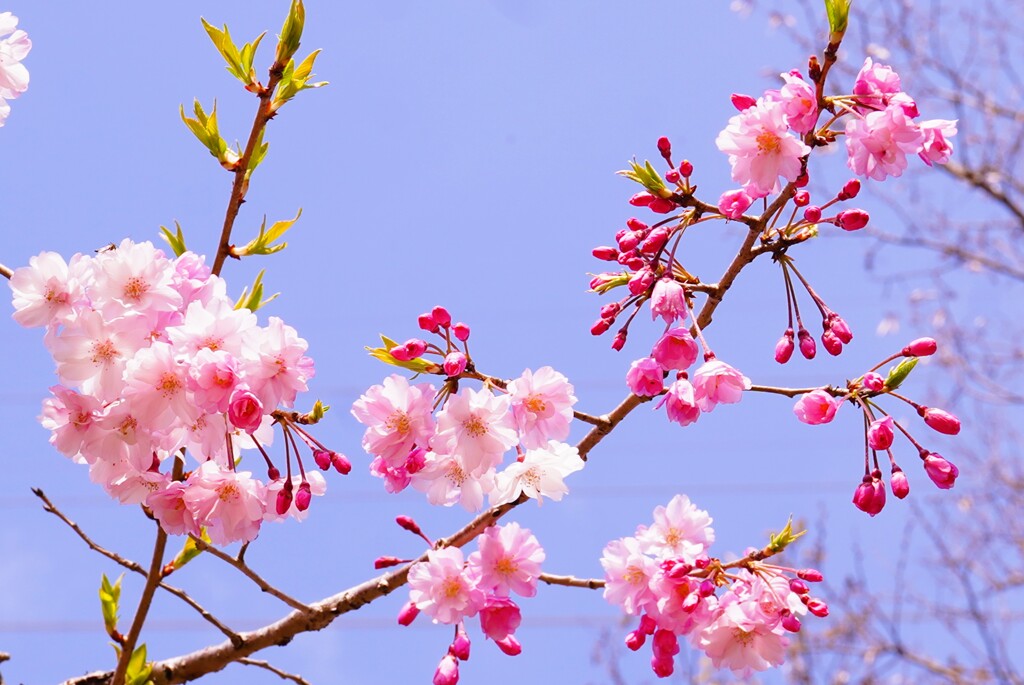 八重桜
