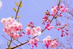 八重桜
