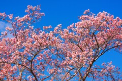 やっと咲いた、南房総抱湖園の寒桜