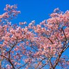 やっと咲いた、南房総抱湖園の寒桜