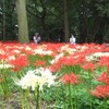 赤白の丘