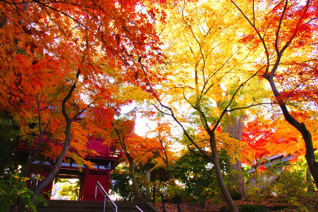本土寺