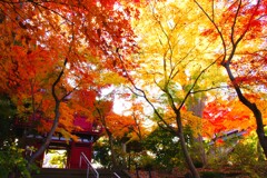 本土寺