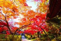 晩秋の参道