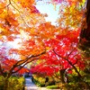 晩秋の参道