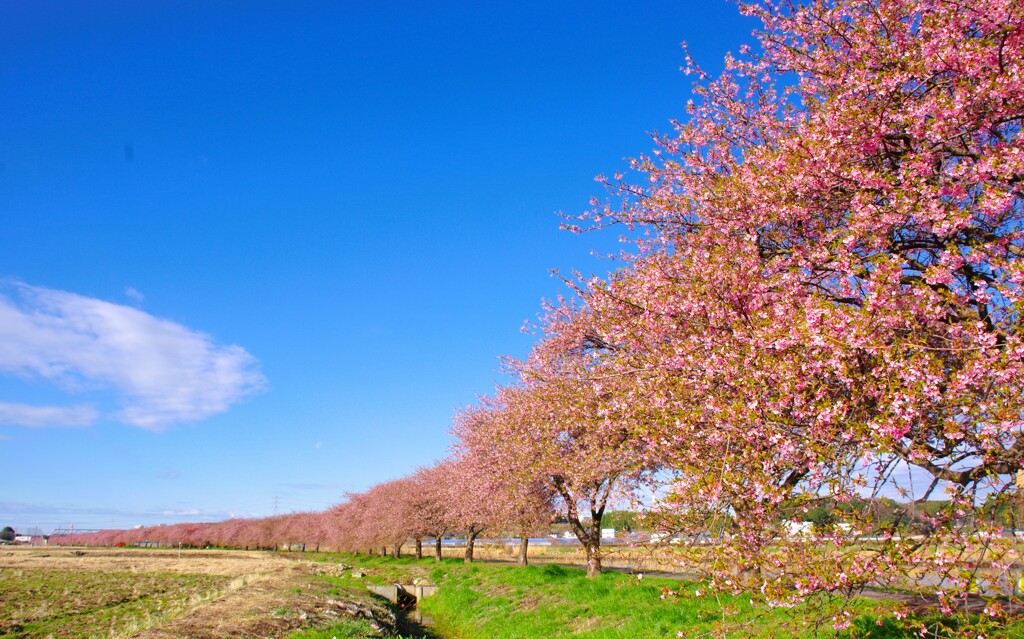 満開の千本桜