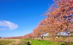 満開の千本桜