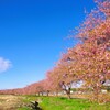 満開の千本桜