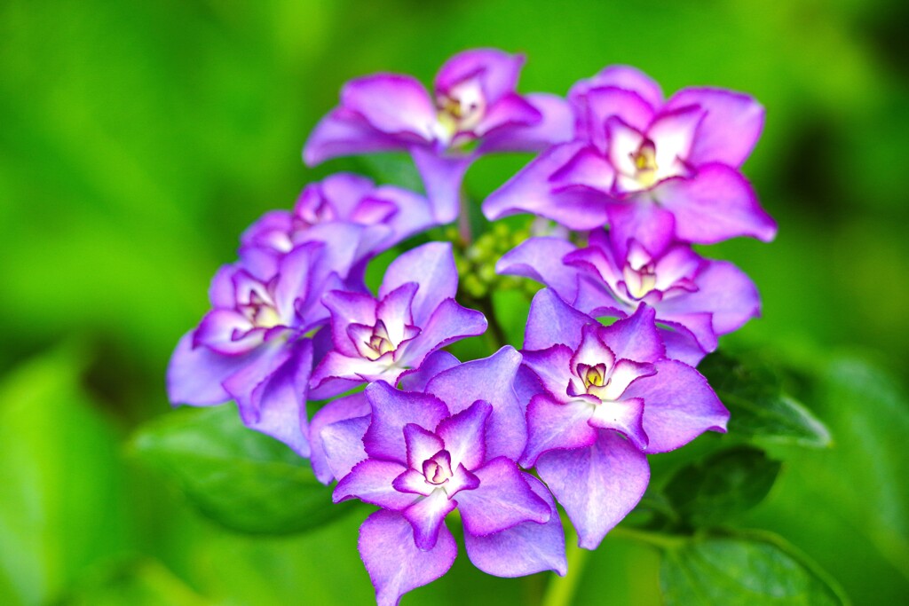 これも紫陽花