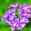 これも紫陽花