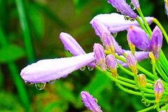 梅雨の季節