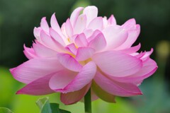 玄武湖紅蓮(中国)