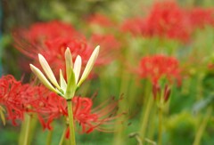 明日には開花