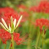 明日には開花