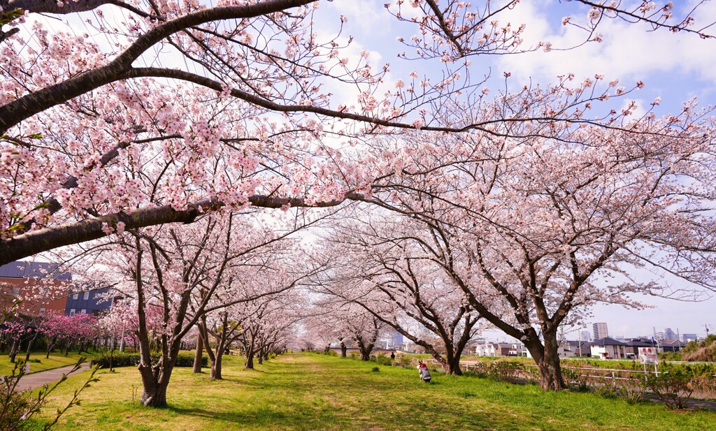 桜の公園