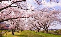 桜の公園