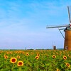 夏の朝陽に向い
