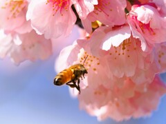 ミツバチ寒桜