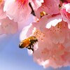 ミツバチ寒桜