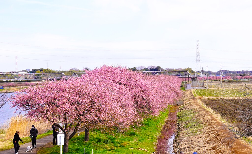 約2キロ、千本桜