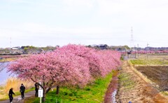 約2キロ、千本桜