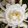 やっと咲いた、月下美人