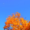 青空ともみじ