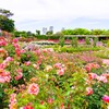 薔薇