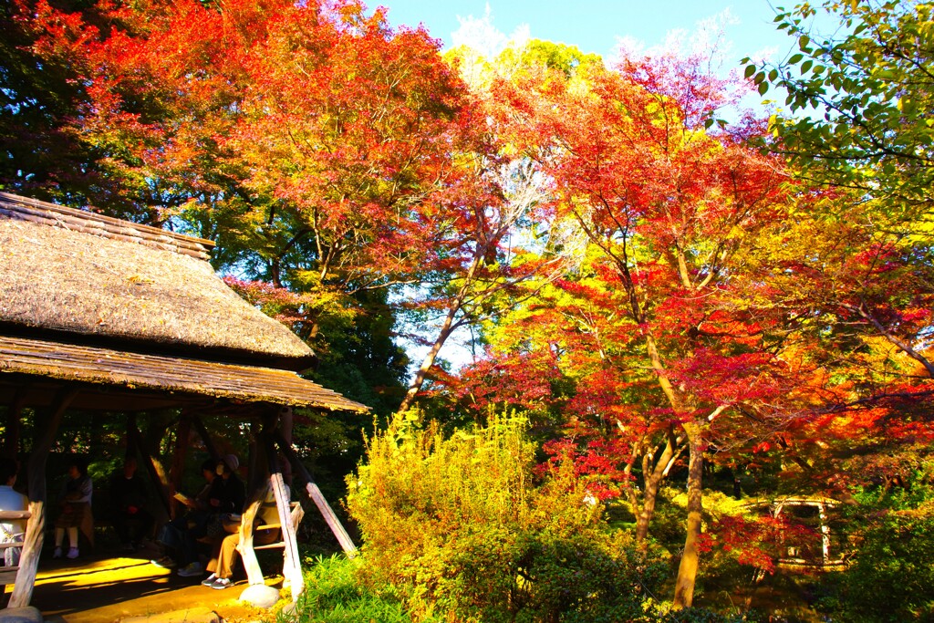 晩秋の公園