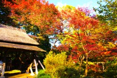 晩秋の公園