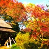 晩秋の公園