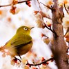 早春、白梅と