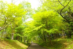 新緑の小路