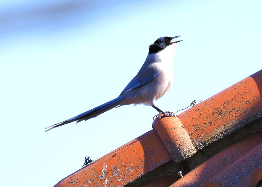 赤い実をゴクリ