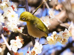 やっとありつけた蜜
