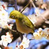 やっとありつけた蜜