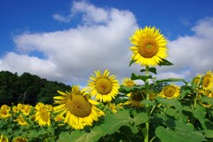 ヒマワリ、夏本番