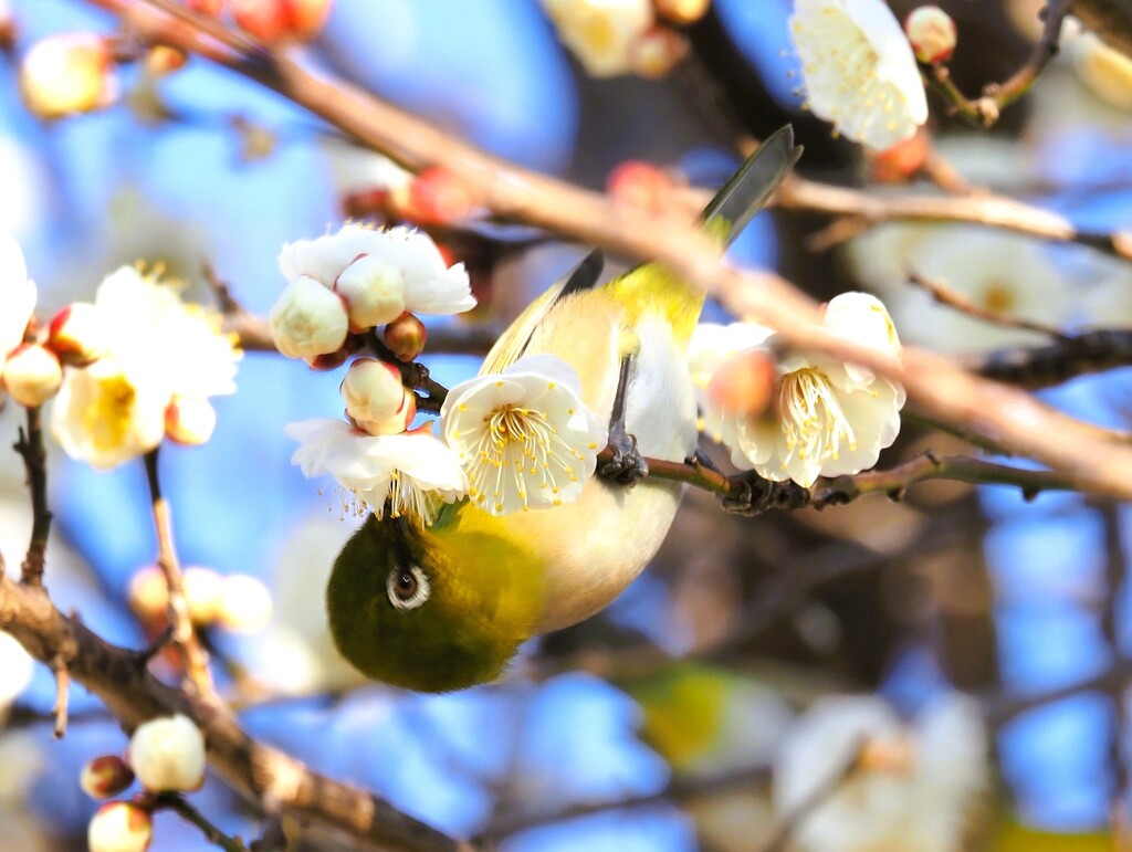 早春、白梅とメジロ
