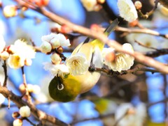 早春、白梅とメジロ